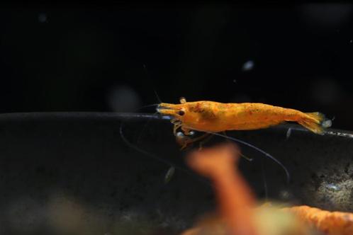 Orange Sakura Neocaridina garnalen, Dieren en Toebehoren, Vissen | Aquariumvissen, Zoetwatervis, Kreeft, Krab of Garnaal, Schoolvis