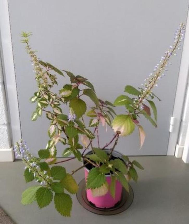 Siernetel - Coleus (kamerplant), Huis en Inrichting, Kamerplanten, Halfschaduw, In pot, Ophalen