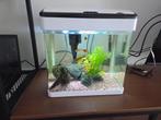 4 vis + aquarium + pomp + verwarmer + verlichting, Ophalen, Gebruikt, Gevuld zoetwateraquarium