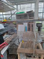 Kweekkooien ,  draadkooien, Dieren en Toebehoren, Ophalen