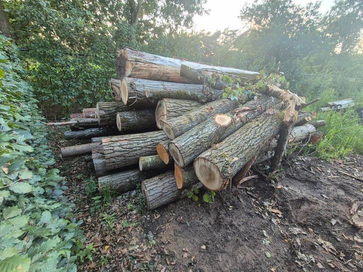 Brandhout op stam, Tuin en Terras, Brandhout, Ophalen