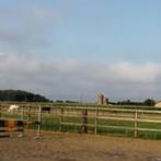 Kleinschalige stalling., Dieren en Toebehoren, Stalling en Weidegang, Weidegang, 2 of 3 paarden of pony's