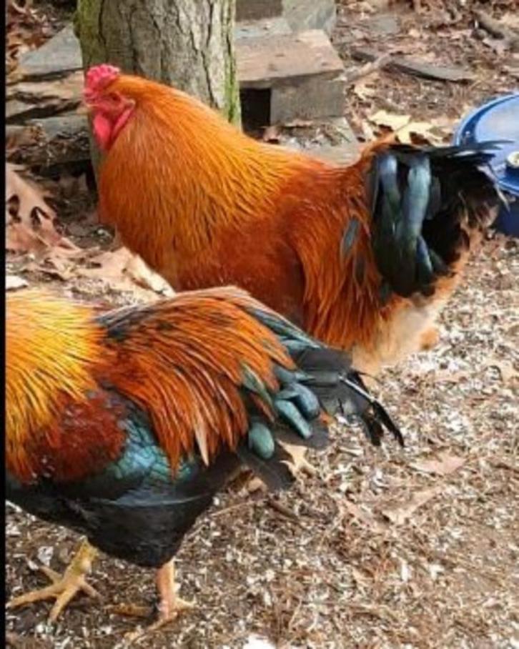 Mooie hanen, Dieren en Toebehoren, Pluimvee, Kip, Mannelijk