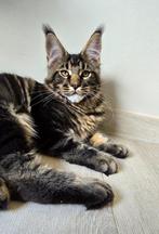 Maine Coon kater, Kater, Gechipt, 0 tot 2 jaar