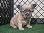 Bouledogue francais Fluffy, België, Fokker | Hobbymatig, CDV (hondenziekte), 8 tot 15 weken