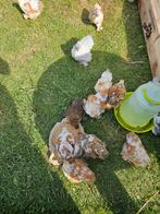Gratis cochinkriel hanen.