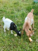 2 geitenbokjes te koop 50/stuk, Dieren en Toebehoren, Mannelijk, Geit, 0 tot 2 jaar