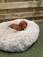 Schattige red cream kortharige dwergteckel pups, Dieren en Toebehoren, Parvo, België, 8 tot 15 weken, Korthaar