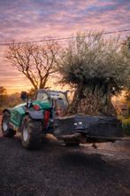 Prachtige Eeuwenoude olijfboom - sprookjesboom, Enlèvement, Olivier