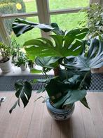 Kamer plant Monstera, Ophalen