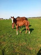 2 mooie bwp veulens, Dieren en Toebehoren, Paarden, Hengst