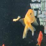 Goudvissen Sluierstaart.