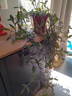 Kamerplant in sierpot, Huis en Inrichting, Ophalen