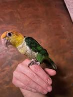 Handtamme groendij caique, Dieren en Toebehoren, Papegaai, Pratend