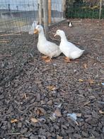 Koppel peking eenden, Dieren en Toebehoren, Pluimvee, Meerdere dieren, Eend