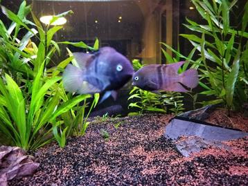 Aquariumvissen, planten & inrichting beschikbaar voor biedingen
