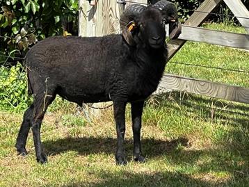 Ouessant ram 2024, Mâle, Mouton, 0 à 2 ans
