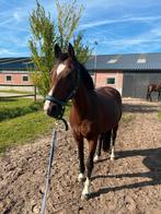 Brave d-pony, Dieren en Toebehoren, Pony's, Ontwormd, 11 jaar of ouder, Merrie, Niet van toepassing