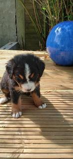 Berner Sennen pups, Dieren en Toebehoren, België, Particulier, Overige rassen, CDV (hondenziekte)