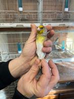 Kruising distelvink x kanarie, Animaux & Accessoires, Oiseaux | Oiseaux Autre, Mâle, Oiseau chanteur sauvage, Bagué