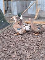 Rouen eenden, Dieren en Toebehoren, Pluimvee, Meerdere dieren, Eend