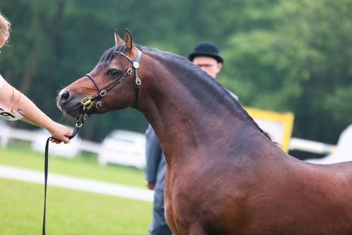 Prachtige gereden Welsh Dekhengst sectie B (c pony 1.36), Dieren en Toebehoren, Paarden, Hengst, B, Minder dan 160 cm, 3 tot 6 jaar