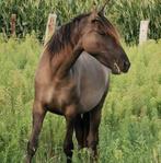 Lusitano Spanish Mustang merrie