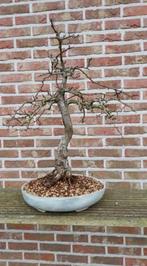 Bonsai meidoorn, Tuin en Terras, Ophalen, Volle zon