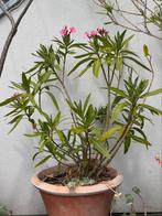 Oleander 1m, roze bloei, Tuin en Terras, Ophalen