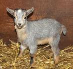 Gevraagd, Dieren en Toebehoren, Geit