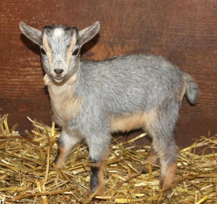 Gevraagd, Dieren en Toebehoren, Schapen, Geiten en Varkens, Geit