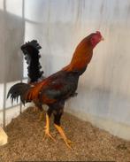 Brazil /jap, Dieren en Toebehoren, Pluimvee