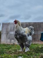 Broedeitjes brahma., Dieren en Toebehoren, Pluimvee