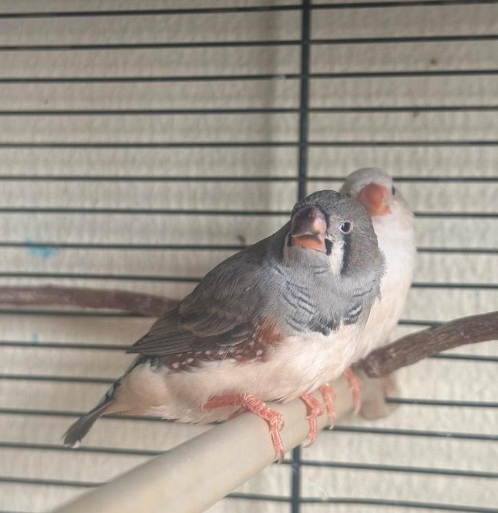 Jonge mannelijke grijze zebravink – split Isabel en bruin, Dieren en Toebehoren, Vogels | Overige Vogels, Mannelijk