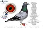 Postduif, Dieren en Toebehoren, Vogels | Duiven, Postduif