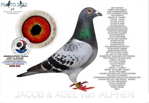Postduif, Dieren en Toebehoren, Vogels | Duiven, Postduif