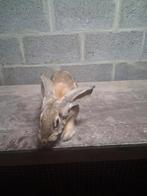 Vlinderkonijn, Dieren en Toebehoren, Konijnen, Vrouwelijk, Groot, 0 tot 2 jaar