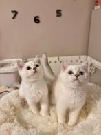 British Black Silver Chaded, Blue Silver point Shell, Dieren en Toebehoren, Katten en Kittens | Raskatten | Korthaar, Kater, Gechipt