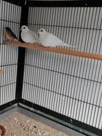 Koppel Diamantduiven Witsluit., Dieren en Toebehoren