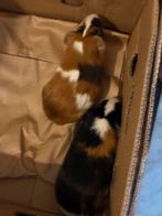 Diren cavia’s, Ophalen of Verzenden