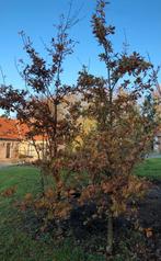 12 jonge eiken (hoogte 2 tot 3 meter). Te koop per stuk, Ophalen, Bolboom, 250 tot 400 cm