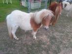Shetland merie veulen, Merrie, Niet van toepassing, A pony (tot 1.17m), Recreatiepony