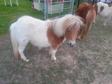 Shetland merie veulen beschikbaar voor biedingen