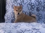 Chiots Shiba Inu, Un chien, Chien de traîneau, Belgique, 8 à 15 semaines