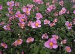 Anemone soorten, Ophalen