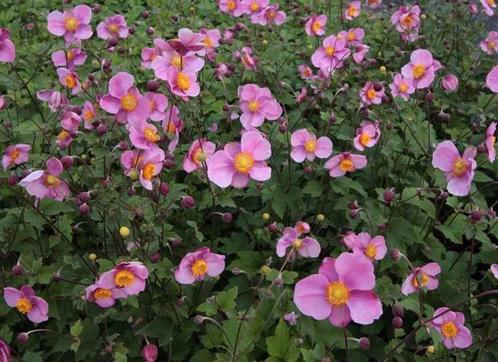 Anemone soorten, Tuin en Terras, Planten | Tuinplanten, Ophalen