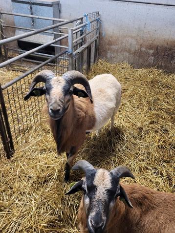 Moutons du Cameroun boucs 