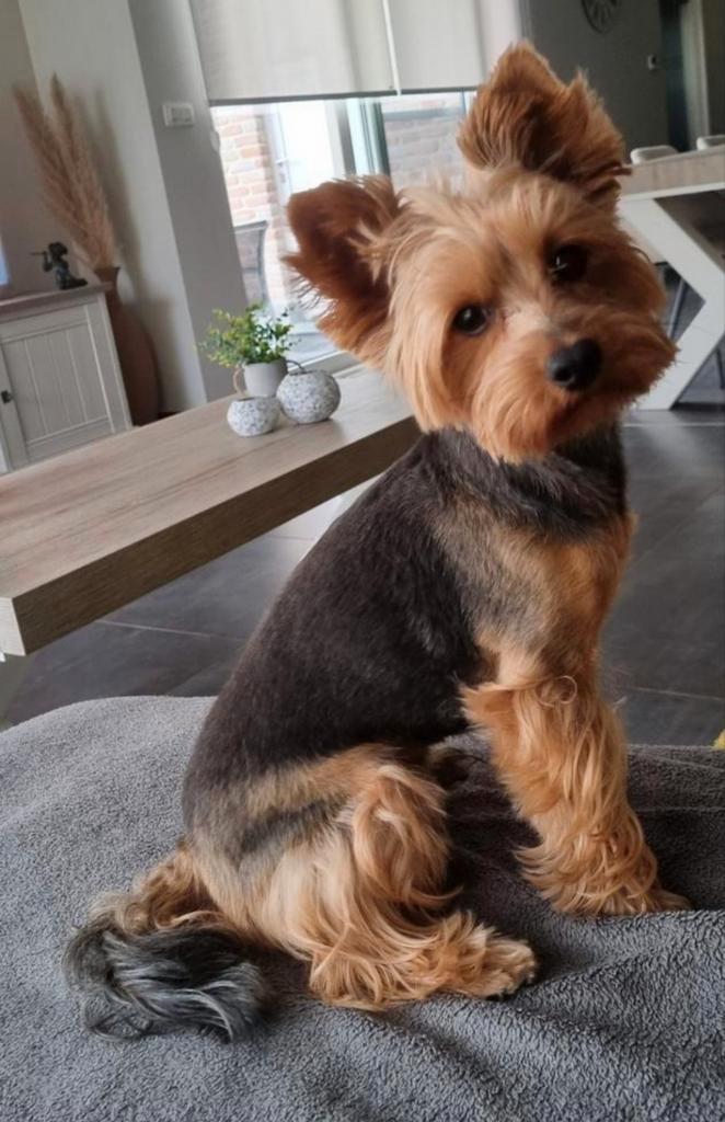 Yorkshire Terrier, Dieren en Toebehoren, Honden | Dekreuen, Reu, Fokker | Hobbymatig, Eén hond, België, 3 tot 5 jaar, CDV (hondenziekte)