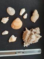 Lot coquillages, Verzamelen, Mineralen en Fossielen, Schelp(en)