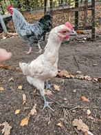 Mooie Ga H'mong haantjes, Dieren en Toebehoren, Pluimvee, Mannelijk, Kip